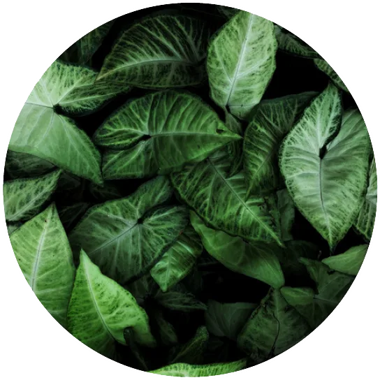 BHA